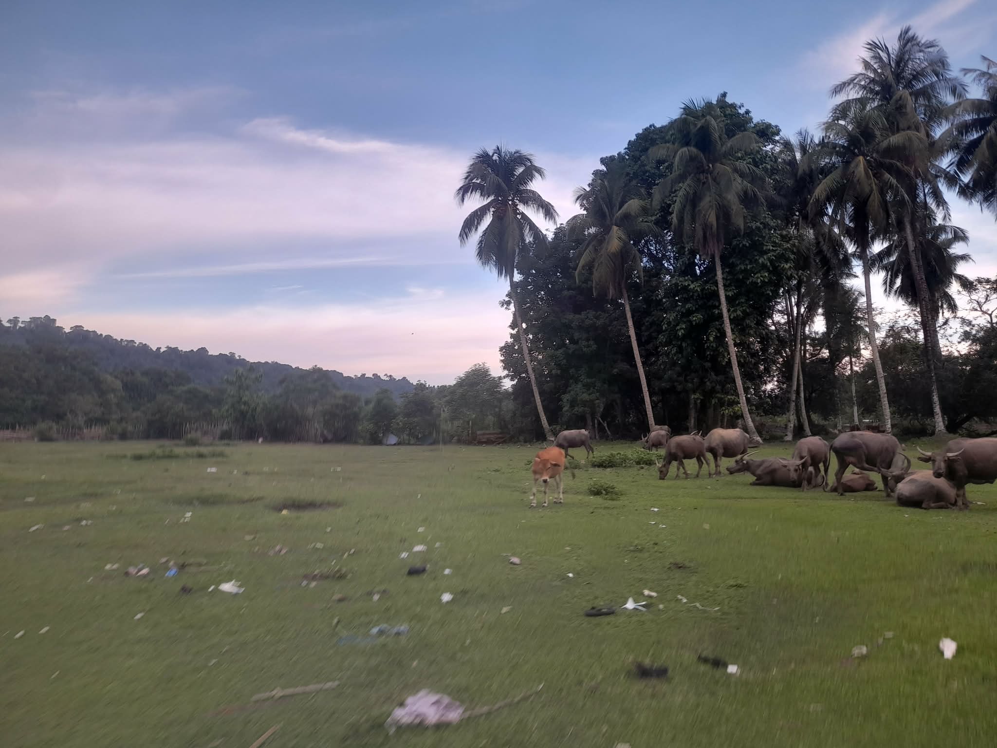 Buffalos and palm trees