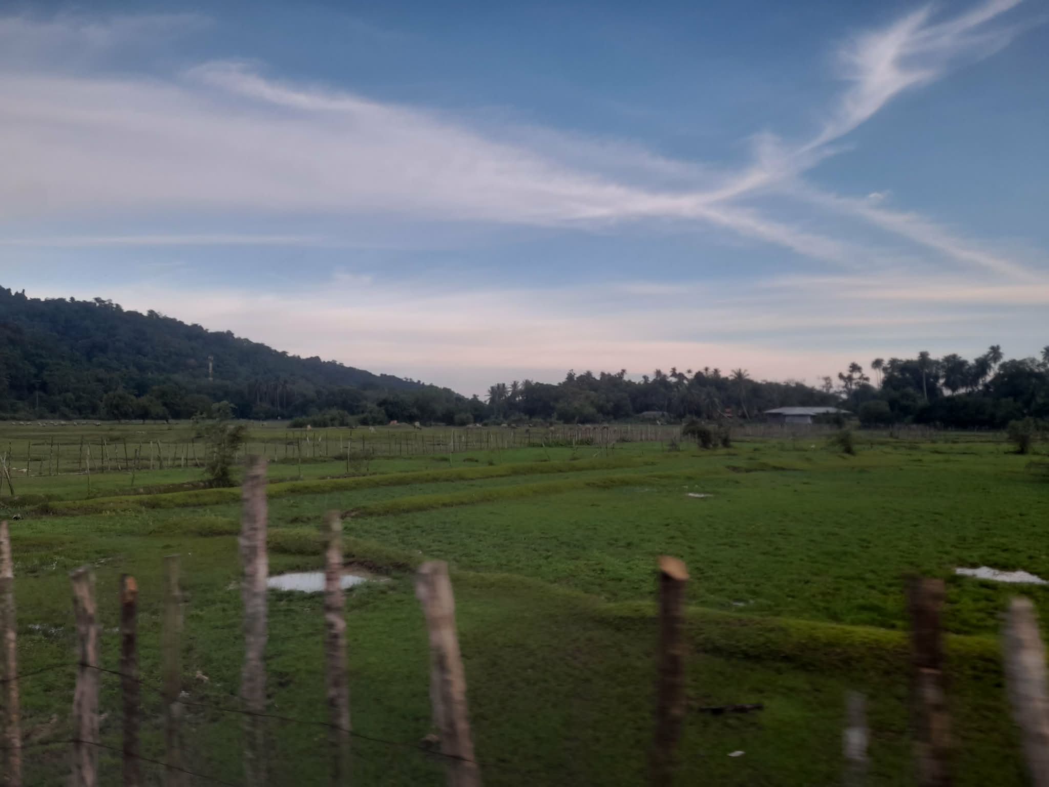 Rice fields